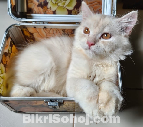 Persian purebred white cat